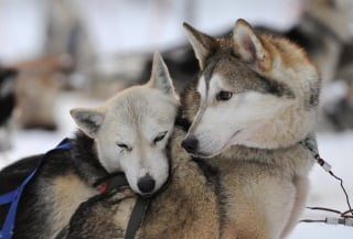 Illustration de l'article : 20 photos de Huskys qui devraient faire plaisir aux amoureux de la race