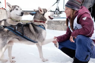 Illustration de l'article : 20 photos de Huskys qui devraient faire plaisir aux amoureux de la race