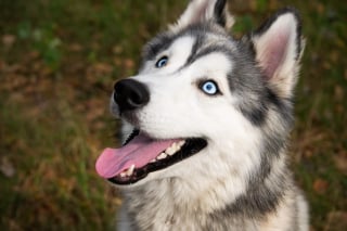 Illustration de l'article : 20 photos de Huskys qui devraient faire plaisir aux amoureux de la race