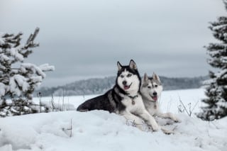 Illustration de l'article : 20 photos de Huskys qui devraient faire plaisir aux amoureux de la race