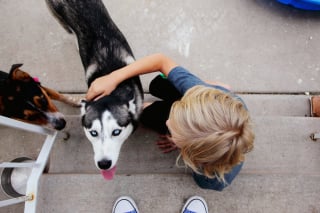 Illustration de l'article : 20 photos de Huskys qui devraient faire plaisir aux amoureux de la race