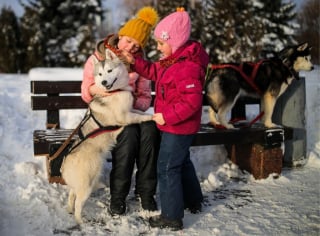 Illustration de l'article : 20 photos de Huskys qui devraient faire plaisir aux amoureux de la race