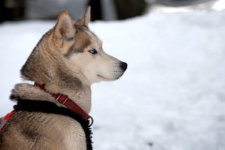 Illustration de l'article : 20 photos de Huskys qui devraient faire plaisir aux amoureux de la race