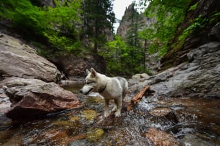 Illustration de l'article : 20 photos de Huskys qui devraient faire plaisir aux amoureux de la race