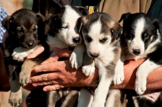 Illustration de l'article : 20 photos de Huskys qui devraient faire plaisir aux amoureux de la race