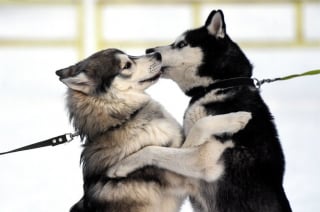 Illustration de l'article : 20 photos de Huskys qui devraient faire plaisir aux amoureux de la race