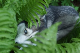 Illustration de l'article : 20 photos de Huskys qui devraient faire plaisir aux amoureux de la race