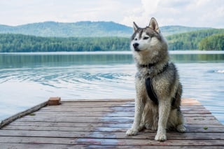 Illustration de l'article : 20 photos de Huskys qui devraient faire plaisir aux amoureux de la race