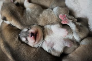 Illustration de l'article : 20 photos de Huskys qui devraient faire plaisir aux amoureux de la race