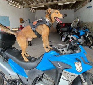 Illustration de l'article : Secourus par la police et les pompiers, ces chiens deviennent ensuite les mascottes de leurs sauveteurs