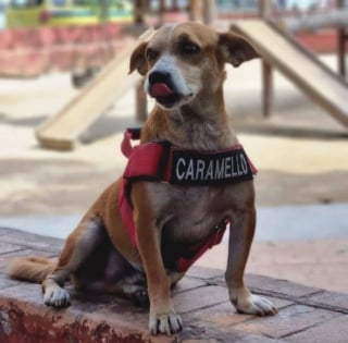 Illustration de l'article : Secourus par la police et les pompiers, ces chiens deviennent ensuite les mascottes de leurs sauveteurs