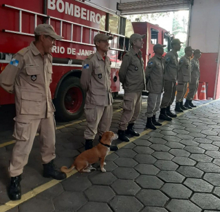 Illustration de l'article : Secourus par la police et les pompiers, ces chiens deviennent ensuite les mascottes de leurs sauveteurs