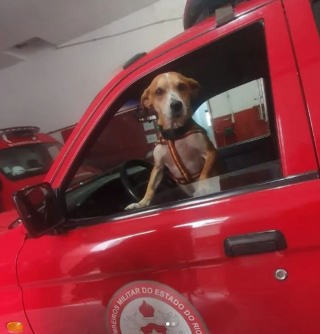 Illustration de l'article : Secourus par la police et les pompiers, ces chiens deviennent ensuite les mascottes de leurs sauveteurs