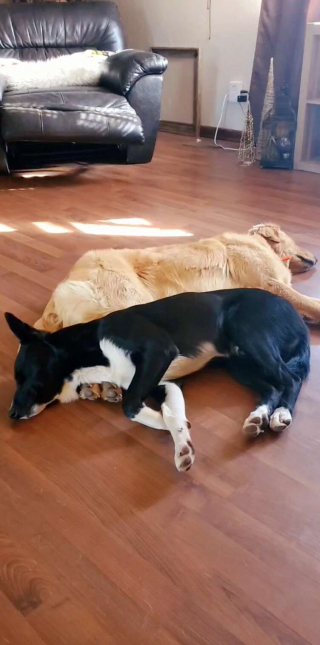 Illustration de l'article : Préoccupée par la disparition de ses chiens, elle éclate de rire en les retrouvant au rayon jouets d'un magasin (vidéo)