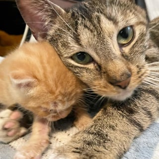 Illustration de l'article : Après avoir surmonté la maladie, cette chatte et son unique chaton profitent de la vie ensemble