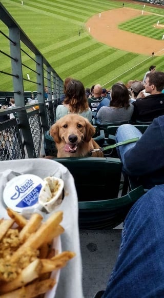 Illustration de l'article : 18 photos prouvant que les Retrievers sont des chiens à part