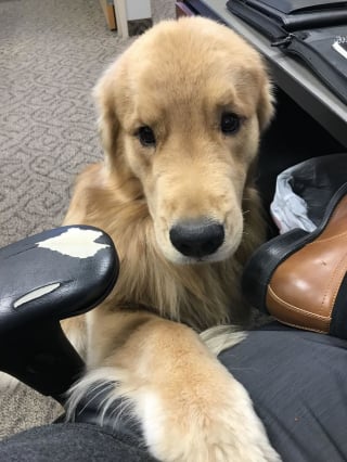 Illustration de l'article : 18 photos prouvant que les Retrievers sont des chiens à part