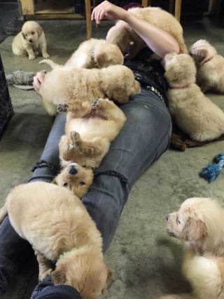 Illustration de l'article : 18 photos prouvant que les Retrievers sont des chiens à part