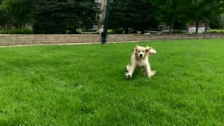 Illustration de l'article : 18 photos prouvant que les Retrievers sont des chiens à part