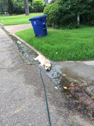 Illustration de l'article : 18 photos prouvant que les Retrievers sont des chiens à part