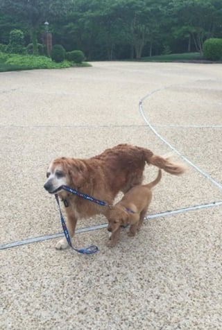 Illustration de l'article : 18 photos prouvant que les Retrievers sont des chiens à part