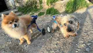Illustration de l'article : Le combat pour le droit à la vie d'un petit chien devenu handicapé à la suite d'une mauvaise chute
