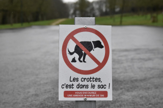 Illustration de l'article : 15 moyens d'être un bon maître pour son animal tout en respectant l'environnement