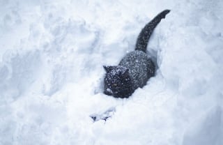 Illustration de l'article : 12 photos poétiques relatant l'amitié entre un petit garçon et son chat