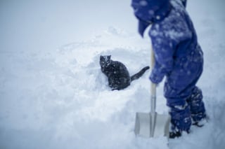 Illustration de l'article : 12 photos poétiques relatant l'amitié entre un petit garçon et son chat