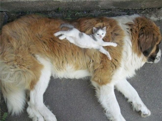 Illustration de l'article : 20 chats qui ont pour passion de dormir sur leur ami chien
