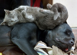 Illustration de l'article : 20 chats qui ont pour passion de dormir sur leur ami chien