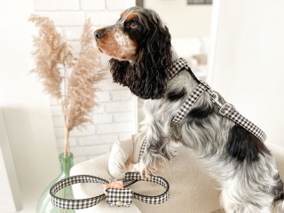 Illustration de l'article : Bandit : des accessoires pour chien haute-couture qui se remarquent et se démarquent