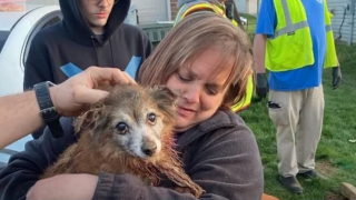 Illustration de l'article : Un chien sourd coincé dans un tuyau oblige ses sauveteurs à utiliser du beurre de cacahuètes et une pelleteuse pour tenter de le sauver