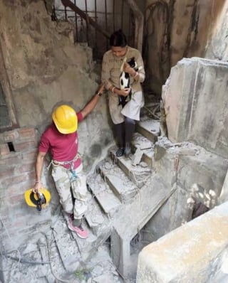 Illustration de l'article : Un chat coincé pendant 2 jours dans un bâtiment abandonné. Sa maîtresse escalade un mur de 3 mètres pour tenter de le récupérer !