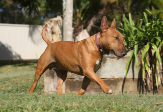 Illustration de l'article : 10 idées sympas pour aménager votre jardin de manière adaptée à votre chien