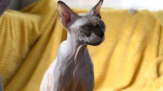 Illustration de l'article : Une femelle Sphynx utilisée pour mettre au monde plus de 70 chatons prise en charge dans un état préoccupant