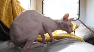 Illustration de l'article : Une femelle Sphynx utilisée pour mettre au monde plus de 70 chatons prise en charge dans un état préoccupant