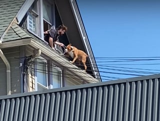 Illustration de l'article : Un chien coincé sur le toit d'une maison oblige ses sauveteurs à prendre des risques pour l'extirper de sa mésaventure (vidéo)