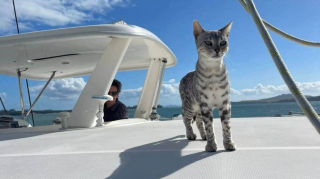 Illustration de l'article : Une chatte Bengal tombée à l'eau lors d'une virée en catamaran, retrouvée 10 jours plus tard sur une île