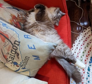 Illustration de l'article : 19 chiens et chats qui font la sieste et repoussent le concept de mignonnerie