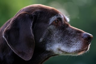 Illustration de l'article : Le Border Collie 3e et le Yorkshire Terrier 2e : une étude révèle quelle est la race de chien avec la plus grande longévité