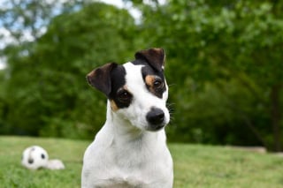 Illustration de l'article : Le Border Collie 3e et le Yorkshire Terrier 2e : une étude révèle quelle est la race de chien avec la plus grande longévité