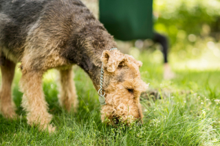 Illustration de l'article : 7 raisons qui expliquent pourquoi votre chien mange de l'herbe