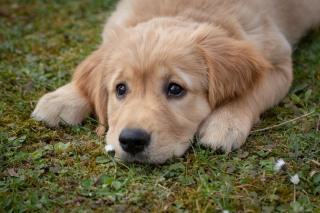 Illustration de l'article : 7 raisons qui expliquent pourquoi votre chien mange de l'herbe