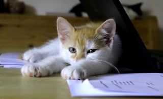 Illustration de l'article : 8 propriétaires sur 10 favorables à la présence d’animaux de compagnie au travail, mais quels en sont les bienfaits ?