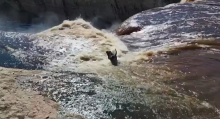 Illustration de l'article : Une opération de sauvetage lancée en urgence pour un chien emporté par une cascade et bloqué au bord d'une rivière