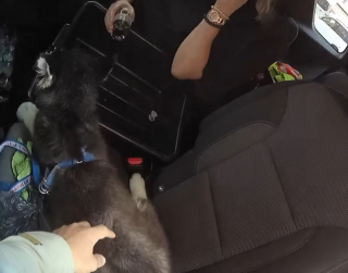 Illustration de l'article : La police porte secours à un chien enfermé dans une voiture et muselé avec du ruban adhésif (vidéo) 