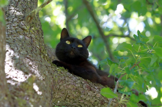 Illustration de l'article : Le voisinage demande de l'aide à un élagueur pour sauver un chat coincé dans un arbre de 12 mètres de haut