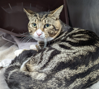 Illustration de l'article : Un chat abandonné dans une boîte attire l'attention d'un chien et de sa maîtresse en promenade