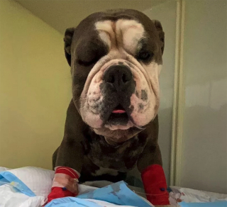 Illustration de l'article : Un Bulldog Anglais se bat pour la vie après la morsure d'un animal inconnu dans un parc